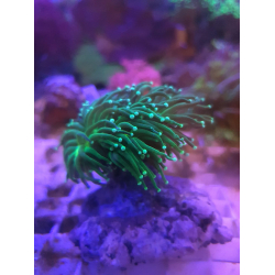 Euphyllia glabrescens ( 2 mordki )